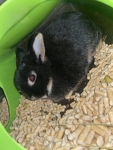 Hermeliin kääbusküülik (2 foto / 2)
