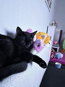 Kiisutüdruk Deisy (3 foto / 7)