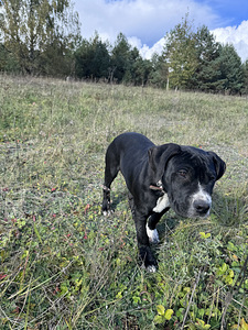 Ameerika pitbullterjer (3 foto / 4)
