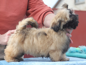 Shih tzu kutsikad (5 foto / 7)