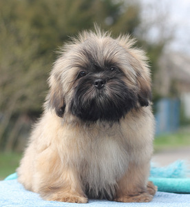 Shih tzu kutsikad (7 foto / 7)