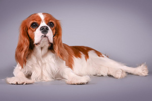 Cavalier King Charles Spaniel (8 foto / 10)