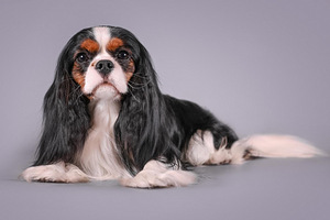 Cavalier King Charles Spaniel (7 foto / 10)
