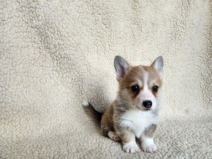 Welsh Corgi Pembroke (3 foto / 10)