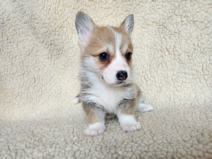 Welsh Corgi Pembroke (5 foto / 10)