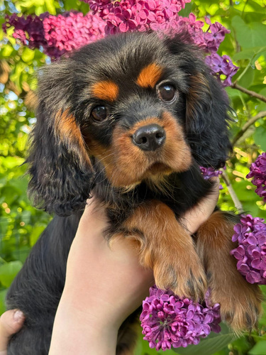 Cavalier King Charles Spaniel