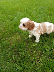Cavalier King Charles Spaniel (8 фото из 10)