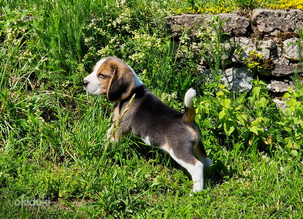 Beagle kutsikad (foto #1)