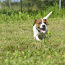 Jack Russel Terrier (foto #3)