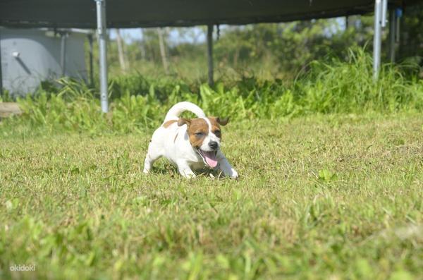 Jack Russel Terrier (foto #5)