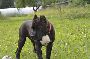 Ameerika staffordshire terjer (1 foto / 2)