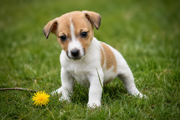 Jack Russell Terrier