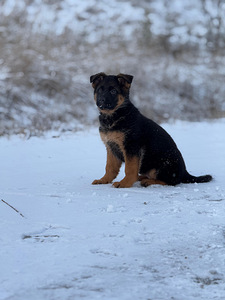 Saksanpaimenkoiran pennut (9 valokuva sivusta 9)