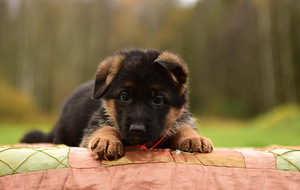 Saksanpaimenkoiran pennut (7 valokuva sivusta 10)