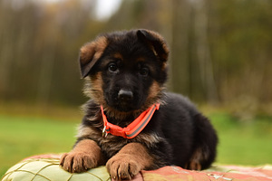 Saksanpaimenkoiran pennut (8 valokuva sivusta 10)