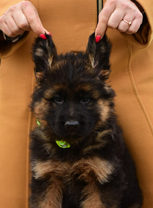 Saksanpaimenkoiran pennut (9 valokuva sivusta 10)