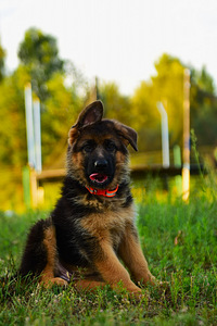 Saksa lambakoera kutsikad. (4 foto / 7)