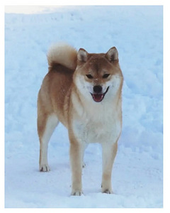 Shiba Inu kutsikad (5 foto / 5)