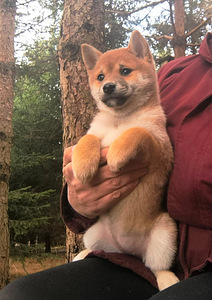 Shiba Inu kutsikad (1 foto / 5)