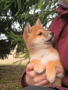 Shiba Inu kutsikad (3 foto / 5)