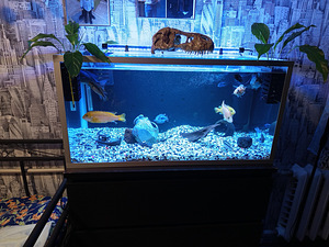 Soome akvaarium 120 liitrit (2 foto / 4)