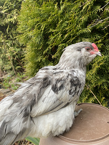 Ameraucana noorpaar-sinised munad (1 foto / 6)