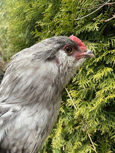 Ameraucana noorpaar-sinised munad (3 foto / 6)