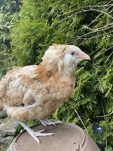 Ameraucana noorpaar-sinised munad (5 foto / 6)