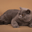 Клубный британский кот приглашает на вязку (фото #1)