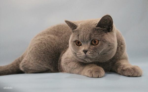 Клубный британский кот приглашает на вязку (фото #9)