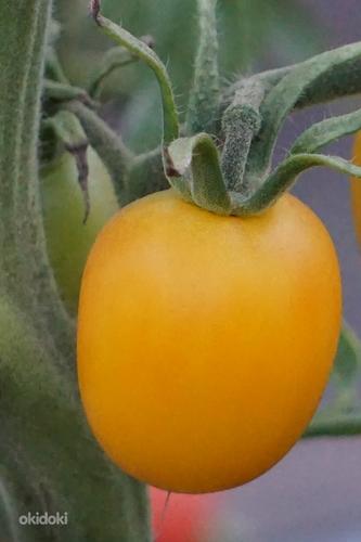 Качественная рассада урожайных сортов томатов (фото #8)