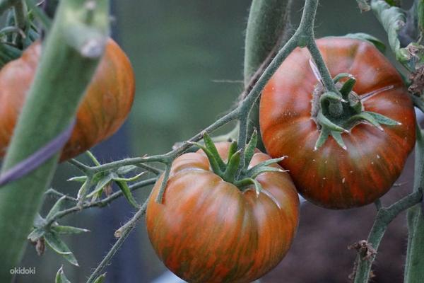 Качественная рассада урожайных сортов томатов (фото #9)