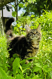 Котята мейн кун (4 фото из 8)