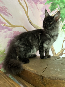 Кошка мейнкун девочка (4 фото из 5)