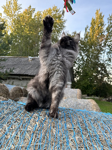 Mainecoon kass (3 foto / 5)