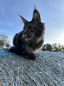 Mainecoon kass (4 foto / 5)