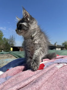 Maine coon (6 фото из 6)