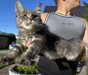 Mainecoon (3 foto / 7)