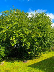Jaanikese, Valga vald, Valgamaa (5 foto / 26)