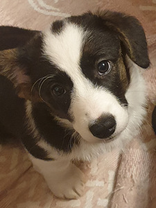Welsh Corgi Cardigan kutsikad (5 foto / 9)