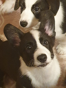 Welsh Corgi Cardigan kutsikad (4 foto / 9)
