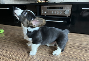 Welsh Corgi Cardigan kutsikad (3 foto / 9)