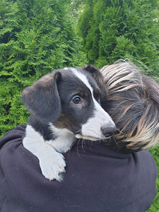 Welsh Corgi Cardigan kutsikad (1 foto / 9)