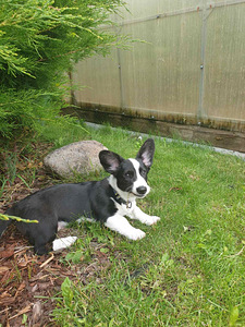 Welsh Corgi Cardigan kutsikad (2 foto / 9)