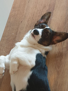 Welsh Corgi Cardigan kutsikad (4 foto / 6)