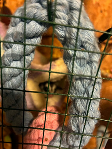Сахарный поссум — sugar glider (1 фото из 2)