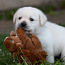 Labrador Retriever (foto #1)