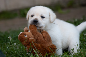 Labrador Retriever