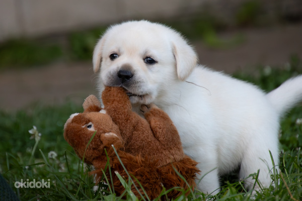 Labrador Retriever (foto #1)