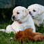 Labrador Retriever (foto #2)